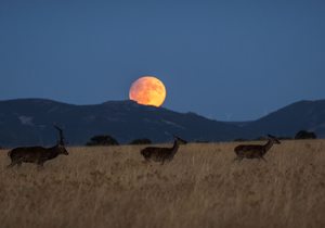 Berrea en el Parque Nacional de Cabañeros: el otoño de los ciervos Berrea en el Parque Nacional de Cabañeros: el otoño de los ciervos