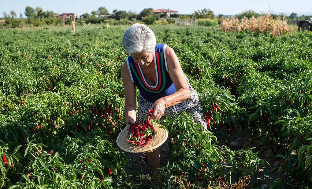 (Apertura) Pimentón en Candeleda: Recogiendo el pimiento. Foto: Alfredo Cáliz