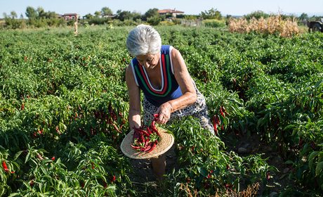 (Apertura) Pimentón en Candeleda: Recogiendo el pimiento. Foto: Alfredo Cáliz