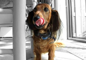 perro goloso