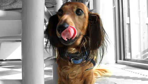 perro goloso