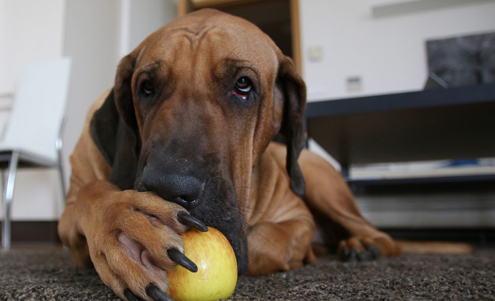 Un perro con el síndrome postvacacional. Foto: Shutterstock Un perro con el síndrome postvacacional. Foto: Shutterstock