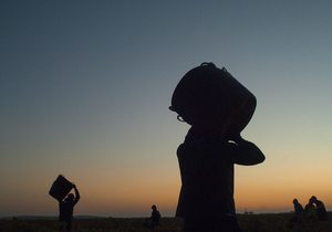 Vendimia, la Mancha Vendimia, la Mancha