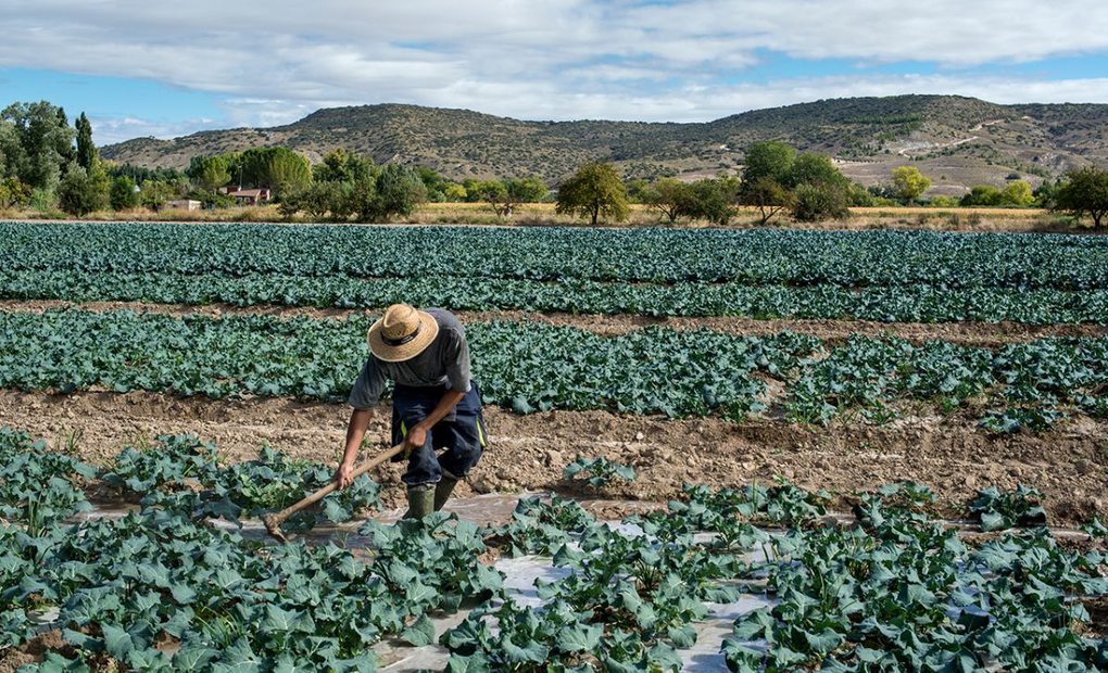 Roberto trabajando las plantas de brócoli en la huerta de Carabaña, en Madrid. Foto: Alfredo Cáliz Roberto trabajando las plantas de brócoli en la huerta de Carabaña, en Madrid. Foto: Alfredo Cáliz