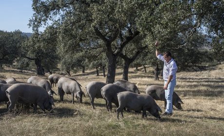 Jamones de bellota Castro Fuerte | Guía Repsol Jamones de bellota Castro Fuerte | Guía Repsol