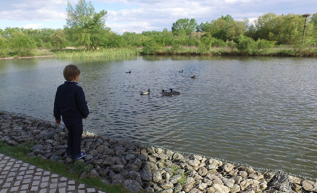 Apertura. Parque de Salburua: Patos en uno de los estanques. Foto: Beatriz Vigil