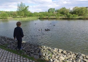 Excursión con niños al Parque de Salburua (Vitoria) | Guía Repsol Excursión con niños al Parque de Salburua (Vitoria) | Guía Repsol