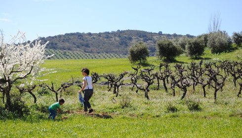 Viñas y olivos por el camino. Foto: Mamadú Dabó Viñas y olivos por el camino. Foto: Mamadú Dabó