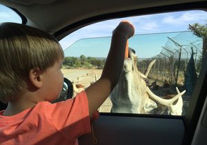 safari madrid animal.JPG
