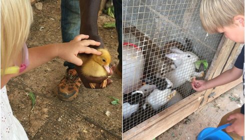 Can Musón (ibiza) granja ecológica para niños | Guía Repsol Can Musón (ibiza) granja ecológica para niños | Guía Repsol