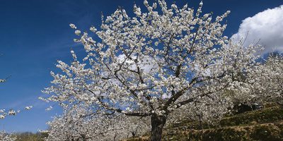 Cerezo en flor Cerezo en flor. (Imagen cedida por Ángel Vicente Simón Tejeiro. Oficina de Turismo del Valle del Jerte).