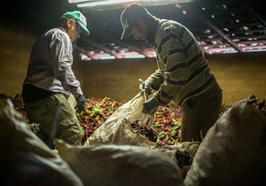 Pimentón de La Vera: Ángel Nevado, junto a otro agricultor, extendiendo los pimientos en el secadero. Foto: Alfredo Cáliz