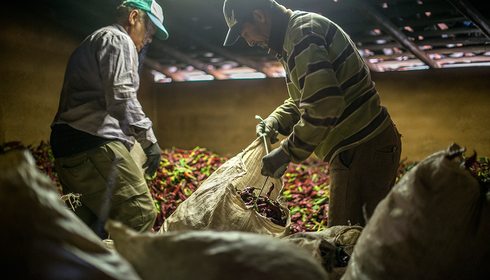 Pimentón de La Vera: Ángel Nevado, junto a otro agricultor, extendiendo los pimientos en el secadero. Foto: Alfredo Cáliz