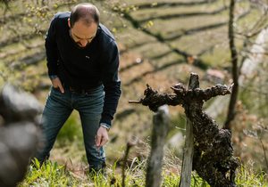 Carlos con vid centenaria, Finca Rosende, Ribeira Sacra. Foto: Clara Vilar Carlos con vid centenaria, Finca Rosende, Ribeira Sacra. Foto: Clara Vilar