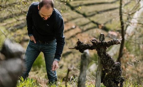 Carlos con vid centenaria, Finca Rosende, Ribeira Sacra. Foto: Clara Vilar Carlos con vid centenaria, Finca Rosende, Ribeira Sacra. Foto: Clara Vilar