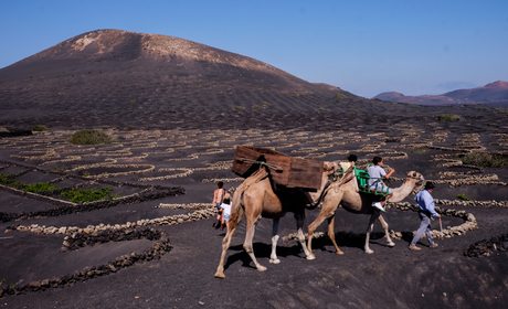 Los vinos de Lanzarote (Islas Canarias) | Guía Repsol Los vinos de Lanzarote (Islas Canarias) | Guía Repsol