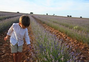 El hijo de Johanna Saldón en los campos de lavanda