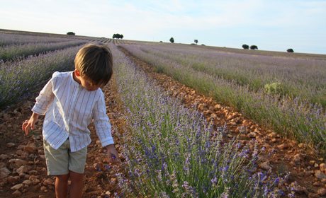 El hijo de Johanna Saldón en los campos de lavanda