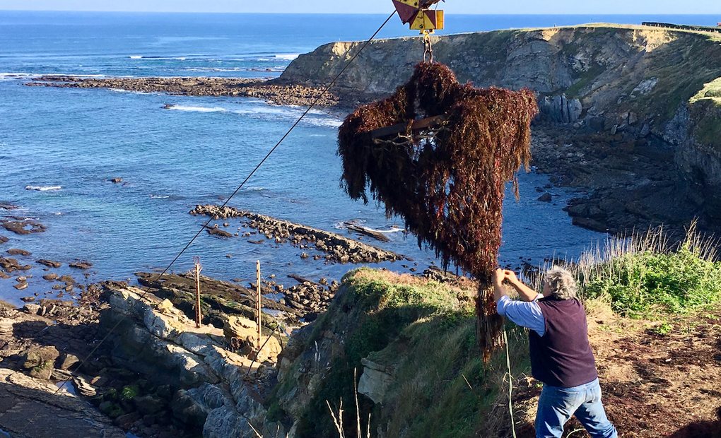 Puntales en los acantilados extrayendo algas en San Vicente de la Barquera (Cantabria). Foto: Guillermo Calvo Puntales en los acantilados extrayendo algas en San Vicente de la Barquera (Cantabria). Foto: Guillermo Calvo