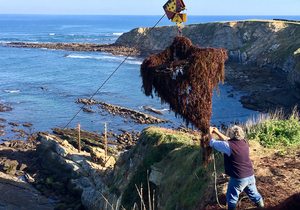 Recolectando el alga roja del mar Cantábrico | Guía Repsol Recolectando el alga roja del mar Cantábrico | Guía Repsol