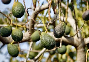 Aguacates AgroRincón (apertura). Foto: Roberto Ranero