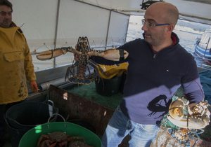 Bogavante. Artesans da Pesca.
