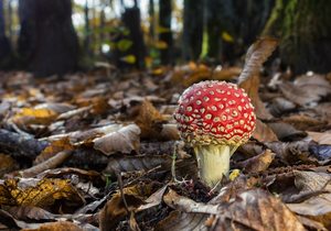 Bosques donde recolectar frutos de otoño Bosques donde recolectar frutos de otoño