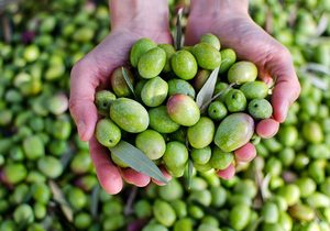 Aceitunas para aceite virgen extra. Foto: shutterstock