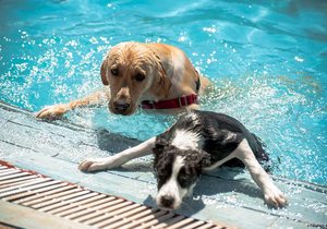 piscinas para perros piscinas para perros