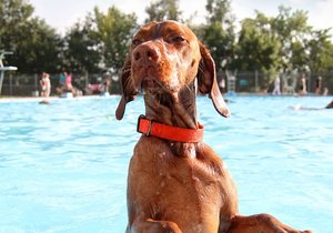 perro_piscina