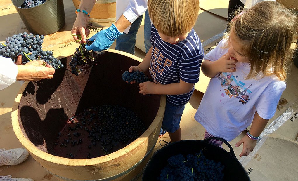 Niños vendimiando en Aranda de Duero