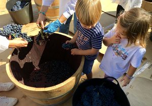 Niños vendimiando en Aranda de Duero