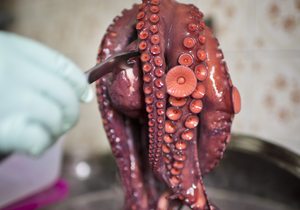 Pulpo_Chinto16_7618.jpg