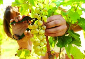 Recogida de la uva para el vino de La Palma Recogida de la uva para el vino de La Palma