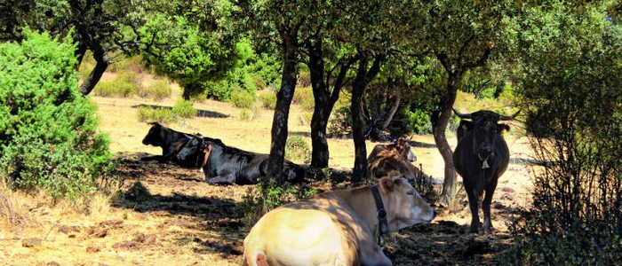 Toros pastando en la sierra de Madrid Toros pastando en la sierra de Madrid