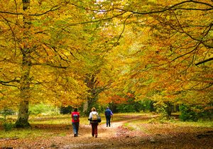 Bosques con encanto en España para ir en otoño | Guía Repsol Bosques con encanto en España para ir en otoño | Guía Repsol