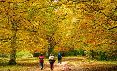 Bosques con encanto en España para ir en otoño | Guía Repsol Bosques con encanto en España para ir en otoño | Guía Repsol