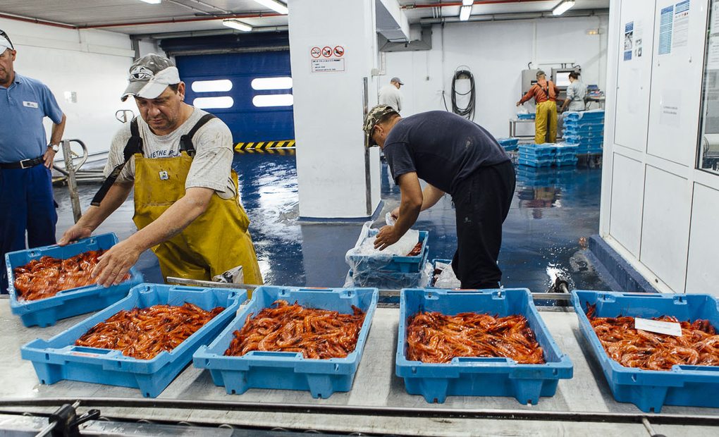 Gamba roja de Palamós. Lonja (1). Foto: César Cid.