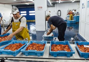 La gamba roja de Palamós, Girona | Guía Repsol La gamba roja de Palamós, Girona | Guía Repsol