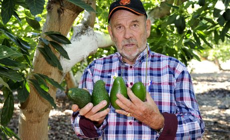 Aguacates Cereto (Nerja, Málaga) | Guía Repsol Aguacates Cereto (Nerja, Málaga) | Guía Repsol
