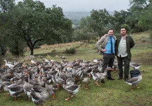 Foie, apertura Foie, apertura