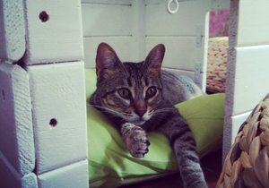 cafe con gatos cafe con gatos